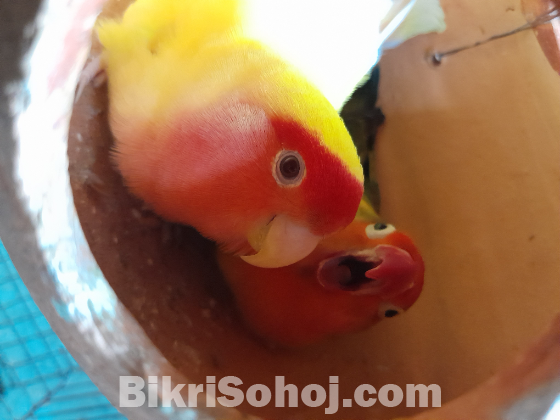 love bird
